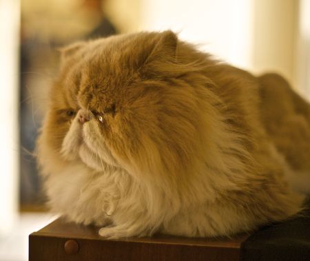 A Persian Cat resumes its Cat Nap positionの写真素材