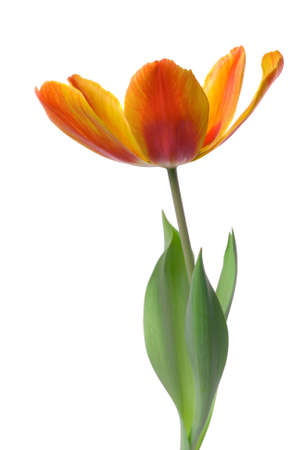 Tulip Isolatedの写真素材