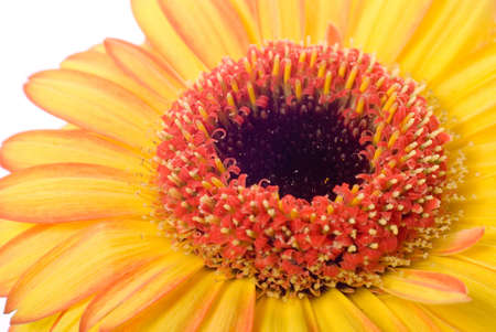 Flowerの写真素材