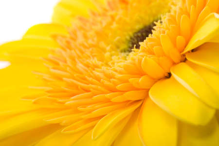 Flowerの写真素材