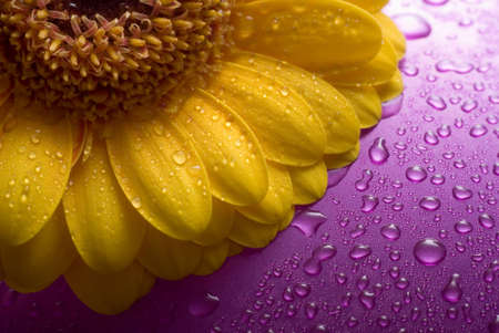 Flower Isolatedの写真素材