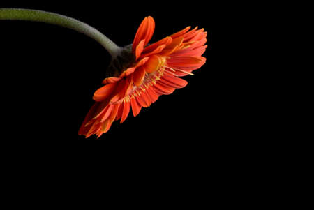 Flower Isolatedの写真素材