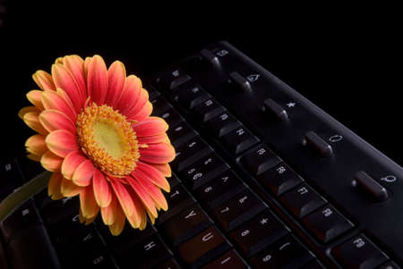 Flower and Keyboardの写真素材