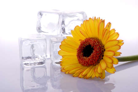 Flowers with Ice cubesの写真素材