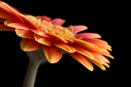 Flower Isolatedの写真素材