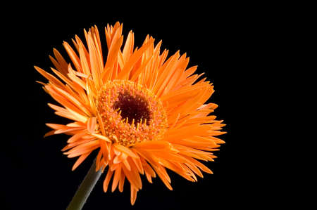 Flower Isolatedの写真素材