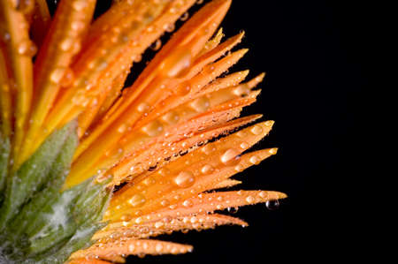 Flower Isolatedの写真素材