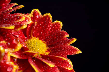 Flower Isolatedの写真素材