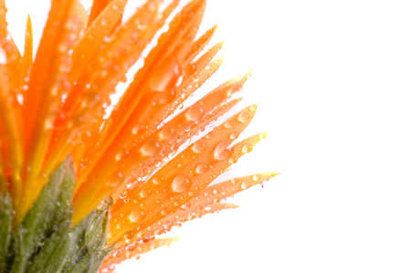 Flower Isolatedの写真素材