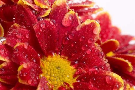 Flowers Background Textureの写真素材