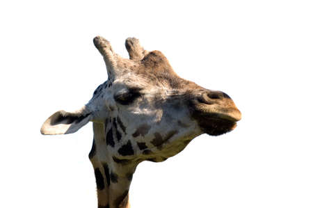 Giraffeの写真素材