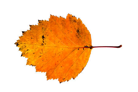 Leaf Isolatedの写真素材