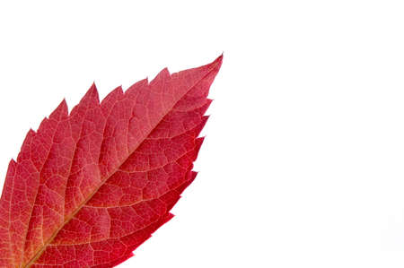 Leaf Isolatedの写真素材