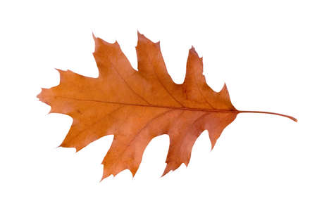 Leaf Isolatedの写真素材