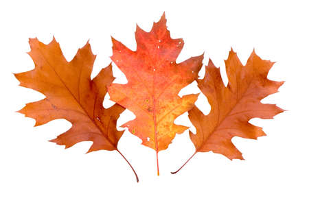 Leafs Isolatedの写真素材