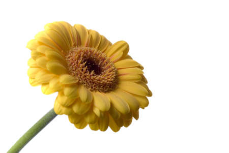 Flower isolated on white backgroundの写真素材