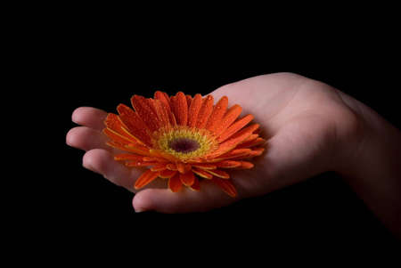 Flower in hand on black backgroundの写真素材