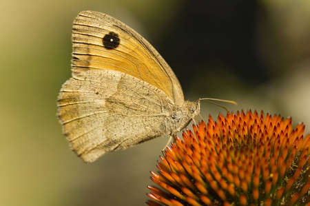 Butterflyの写真素材