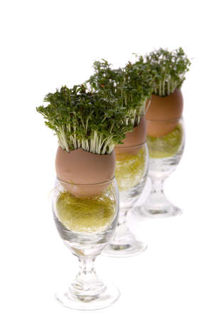 Cress isolated on white background