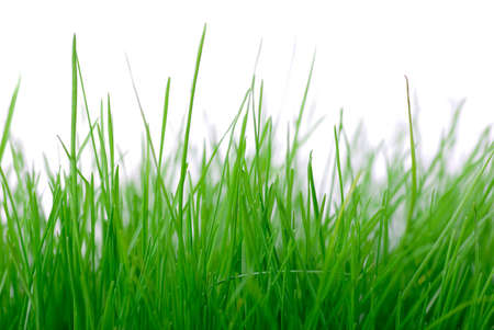 Grass background textureの写真素材