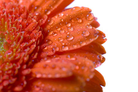 Wet flower isolated on white backgroundの写真素材