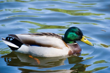 Duck on water surfaceの写真素材