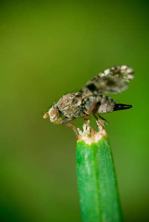 Macro photo of fly on grassの写真素材