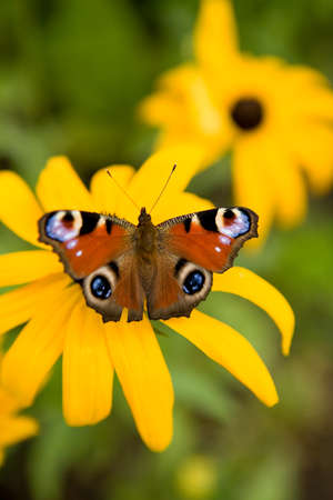 Butterfly on flowerの写真素材