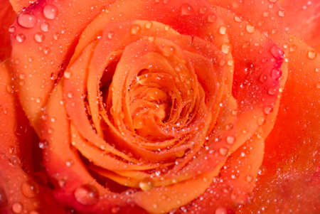 Rose background textureの写真素材