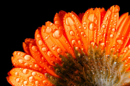 Wet Flowerの写真素材