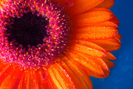 Gerber flower on blue backgroundの写真素材