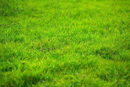 Field of grass