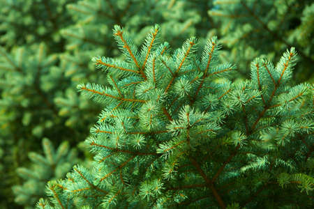 Christmas tree background texture