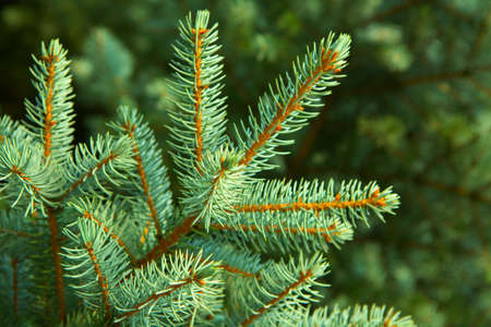 Christmas tree background texture
