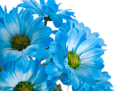 Blue flowers background textureの写真素材