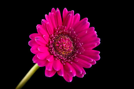 Pink gerber flower isolated on blackの写真素材