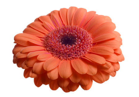 Flower isolated on white backgroundの写真素材