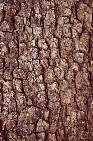 Bark background textureの写真素材