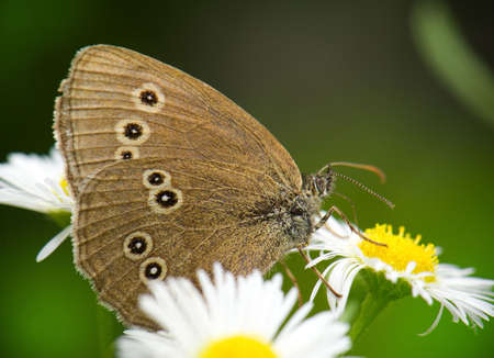 Butterfly on flower