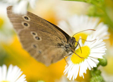 Butterfly on flowerの写真素材