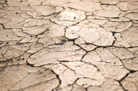 Green plant growing trough dead soilの写真素材