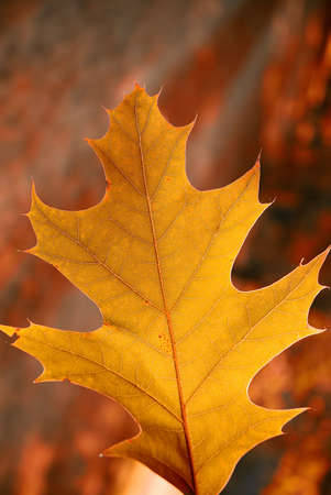 Autumn leafs background texture