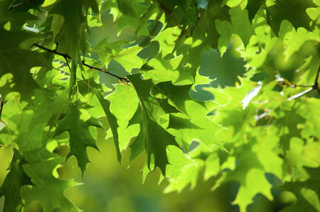 Autumn leafs background texture