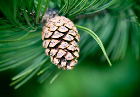 Cone background textureの写真素材