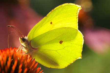Butterfly on flower background textureの写真素材