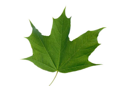 Green leaf isolated on white