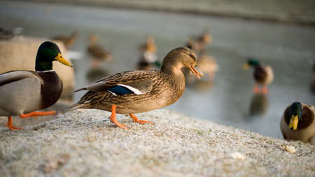 Duck on iced grass