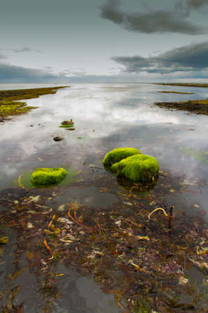 Kimmeridge Bay, Dorset, England, United Kingdom  Seaweed covered rocks in the foreground の写真素材