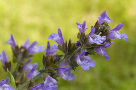 Close up of blue or violet sage flower, Salvia officinalis, macroの写真素材
