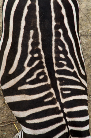 Looking directly down on to the back of a zebra. Black and white pattern and swirls.の写真素材